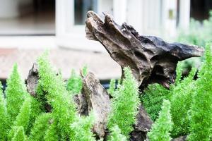 Tree trunk sticking out of green leaves photo