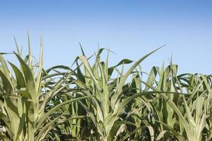 Corn plants and a blue sky photo