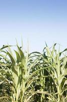 Green corn field and blue sky photo