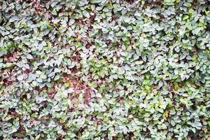 hojas trepadoras verdes en la pared foto
