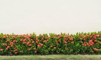 Red ixora flowers photo