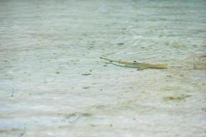 Baby shark in shallow water photo