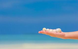 Close up of person holding beautiful seashells photo