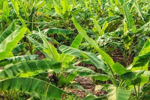 Banana trees on a banana plantation photo