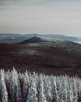 árboles nevados en las montañas foto