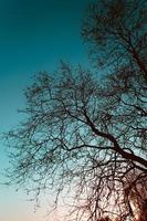 siluetas de árboles en el cielo azul foto