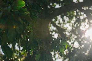 sol brillando a través de un árbol foto