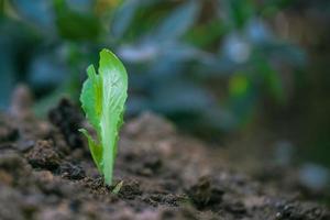 Lettuce sprouting on cultivated land photo