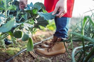 agricultor examina las hojas de una planta en un campo orgánico foto