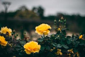 Yellow petaled flowers photo