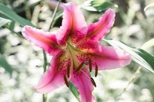 Pink lily flower photo