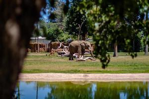 Fresno, CA, 2020 - Gray elephant on a grass field photo
