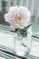 White-petaled flower in vase photo