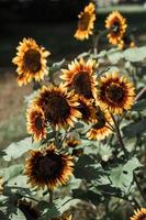 Sunflowers in the sunlight photo