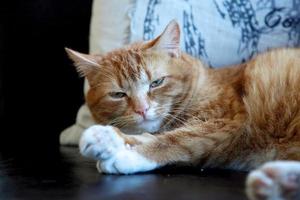 Orange tabby cat lying photo