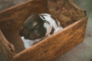 Black and white puppy in brown wooden box photo