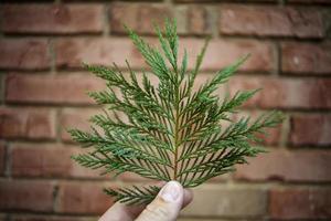 primer plano, de, un, mano, tenencia, un, hoja foto