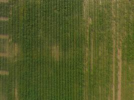 Aerial view of a green field photo