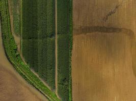 Aerial view of a green and brown field photo