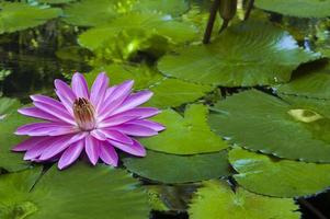 Purple flower on lily pads photo