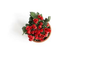 Top view of red flowers photo