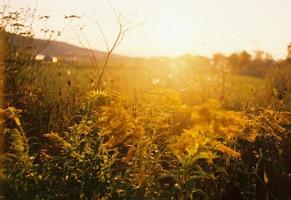 Plants at golden hour photo