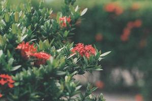 Red isor flowers photo