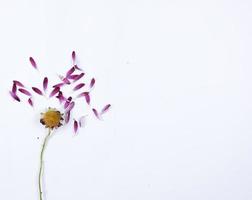 Purple petaled flower photo