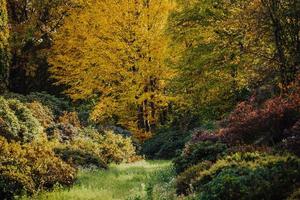 Autumn leaves in the woods photo