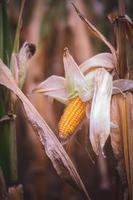 Yellow corn, close up photography photo