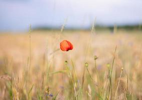 Red flower in the field photo