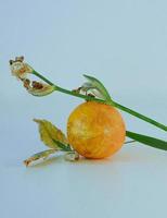 Orange fruit with leaves photo