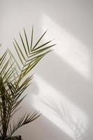 Palm leaves against a wall photo