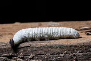 White worm, macro photo