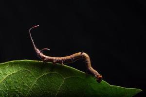 Worm on a tree, macro photo