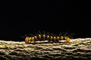 Worm on the tree, macro photo