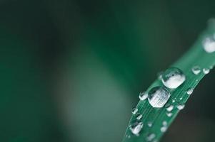 gotas de agua en una planta foto