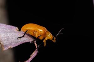 escarabajo amarillo, macro foto