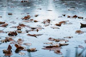 Brown leaves on water photo