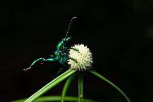 Beetle on a flower, macro photo