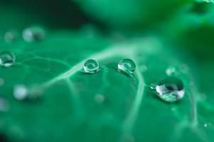 Water droplets on a leaf photo