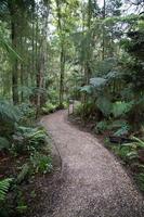 Forest with a pathway photo