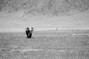 Grayscale of an elephant on grass during daytime photo