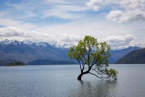 Tree in a body of water photo