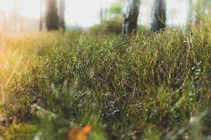 Green grass field during daytime photo