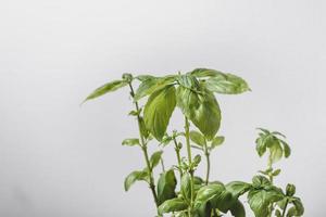 Basil plant indoors photo