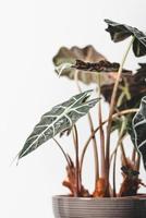 Green elephant ear plant in pot photo