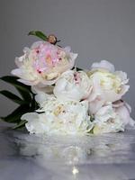 White and pink peonies photo