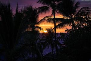 Silhouette of palm trees and a sunset photo