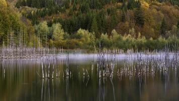 Tree reflections on body of water photo